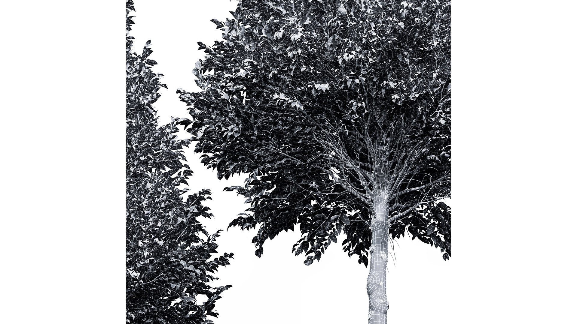 3D model New Tree High detail Carpinus Betulus Cut top https://p.turbosquid.com/ts-thumb/JO/ScUE8D/Kc/z06/png/1718369212/1920x1080/fit_q87/e97fdaffdd4da38dececd6e69e5da555e0a7aa94/z06.jpg