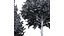 新树 高细节 Carpinus Betulus 切割顶部