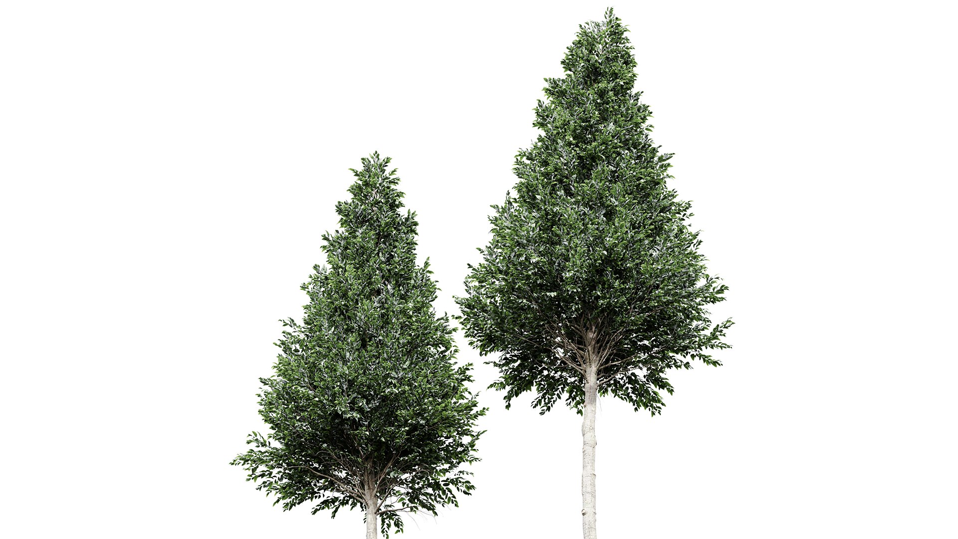 3D model New Tree High detail Carpinus Betulus Cut top https://p.turbosquid.com/ts-thumb/JO/ScUE8D/WI/z03/png/1718369205/1920x1080/fit_q87/b3f7f47fbe86f1a31f1d2d63aee48ed1271eb935/z03.jpg