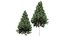 新树 高细节 Carpinus Betulus 切割顶部