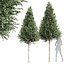 新树 高细节 Carpinus Betulus 切割顶部