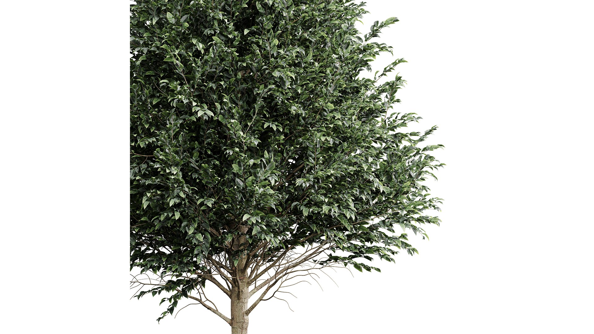 3D model New Tree High detail Carpinus Betulus Cut top https://p.turbosquid.com/ts-thumb/JO/ScUE8D/pn/z01/png/1718369200/1920x1080/fit_q87/30fd6461d14e98f98ac9e19544eb5ef236f3f855/z01.jpg