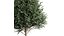 新树 高细节 Carpinus Betulus 切割顶部