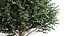 新树 高细节 Carpinus Betulus 切割顶部
