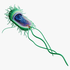 Prokaryotic Bacterial Cell Anatomy