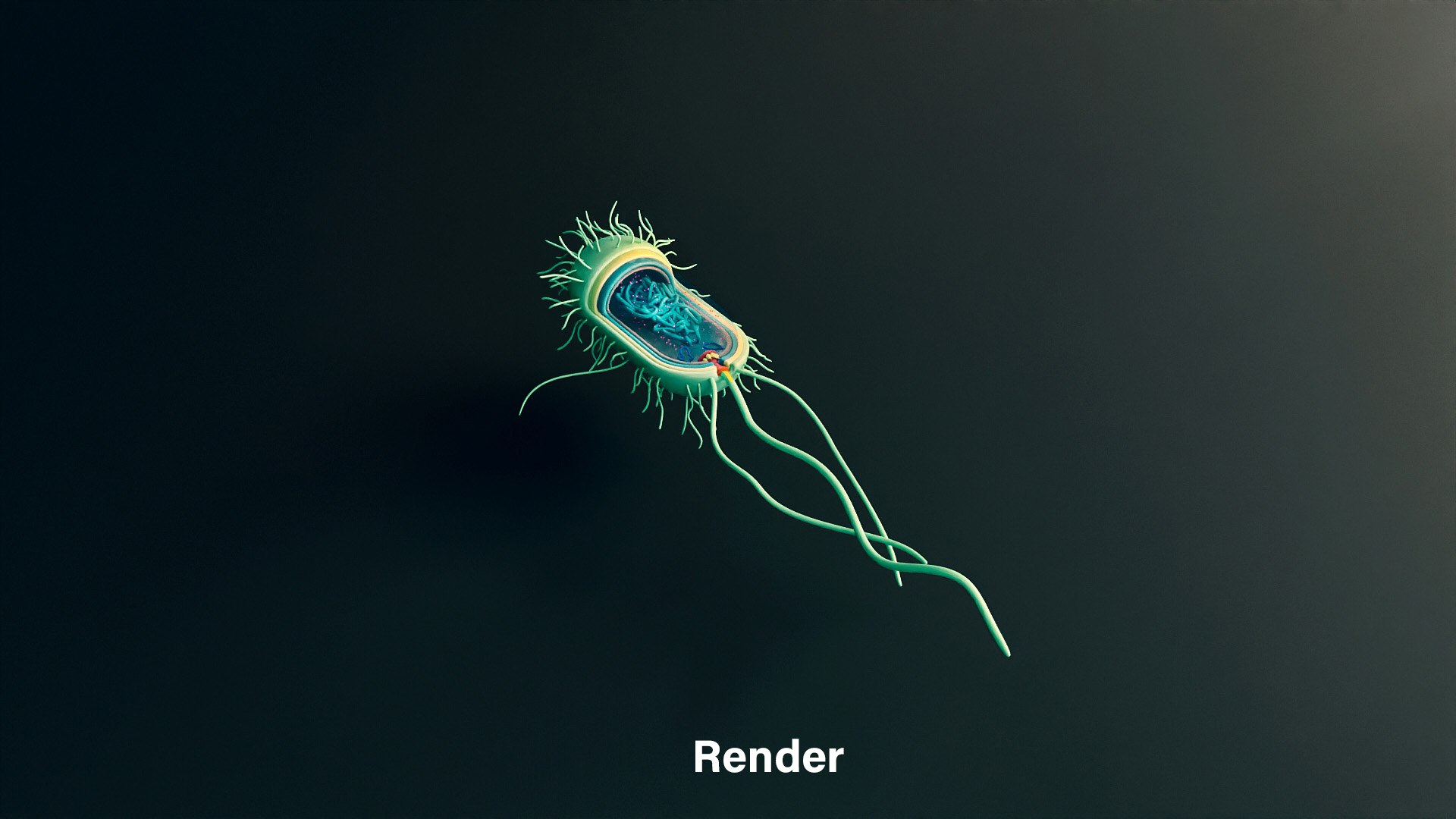 Prokaryotic Bacterial Cell Anatomy 3d Model Turbosquid 1987923 2233