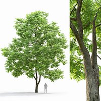 Juglans mandshurica 01