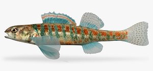 Etheostoma exile Iowa Darter Male