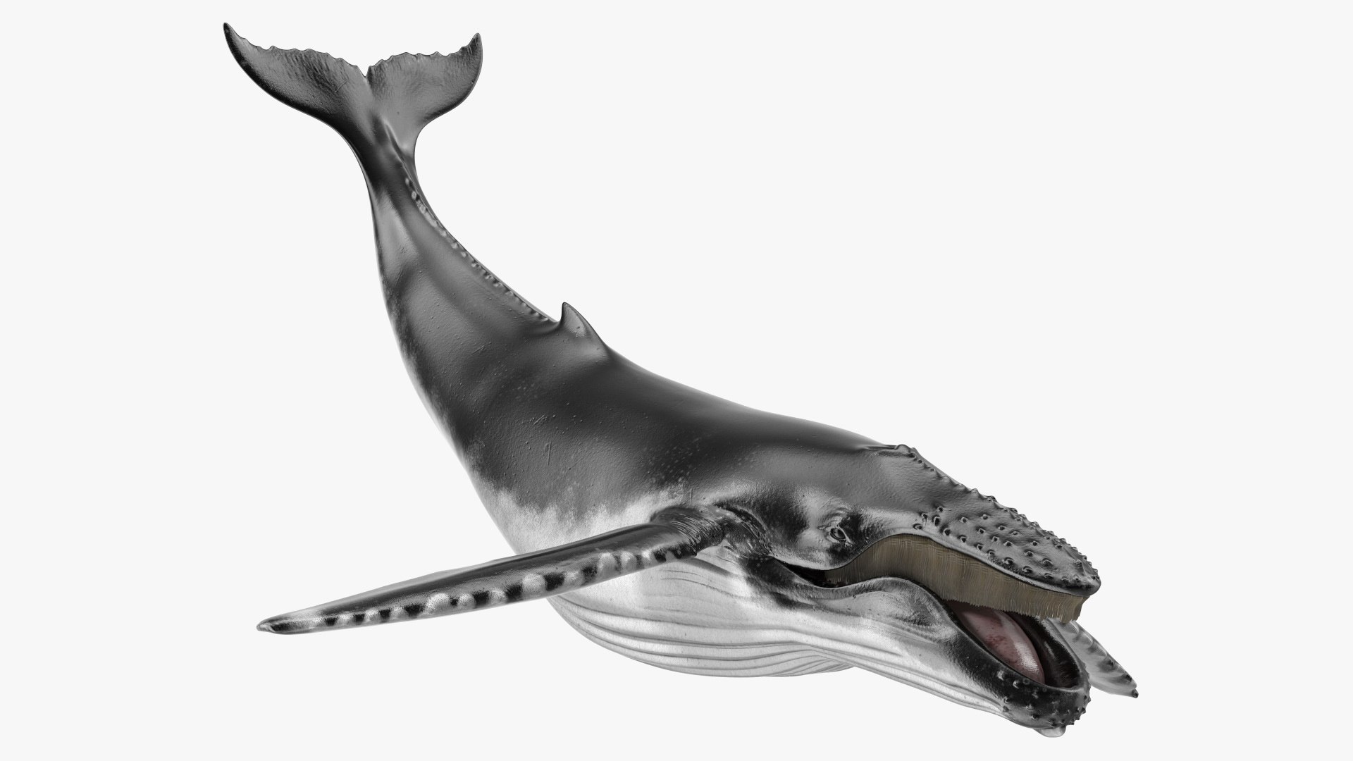 Realistic Humpback Whale Rigged 3D model preview