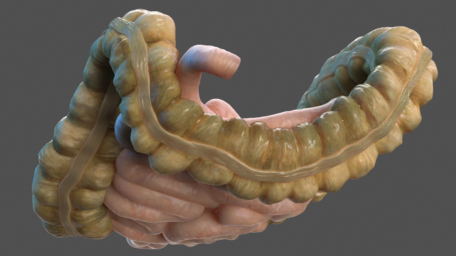 3D human small inestines colon model - TurboSquid 1469288