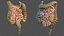 Human Small Intestines and Colon