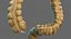 Human Small Intestines and Colon