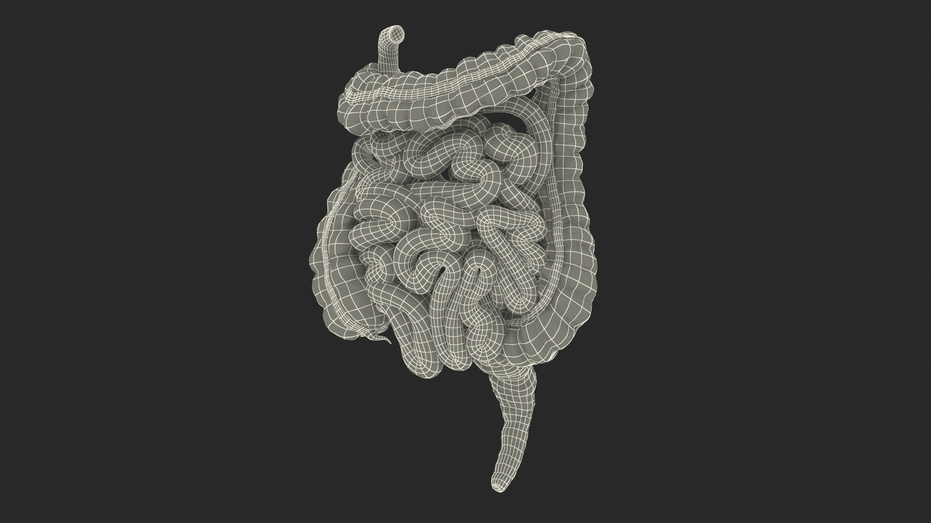 3D human small inestines colon model https://p.turbosquid.com/ts-thumb/JP/7fgalJ/Q6Fa5ucb/human_small_inestines_and_colon_361/jpg/1573164438/1920x1080/turn_fit_q99/1cc3229e44bfcd2b986965e9225c7f631d98e5b5/human_small_inestines_and_colon_361-1.jpg