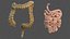 Human Small Intestines and Colon