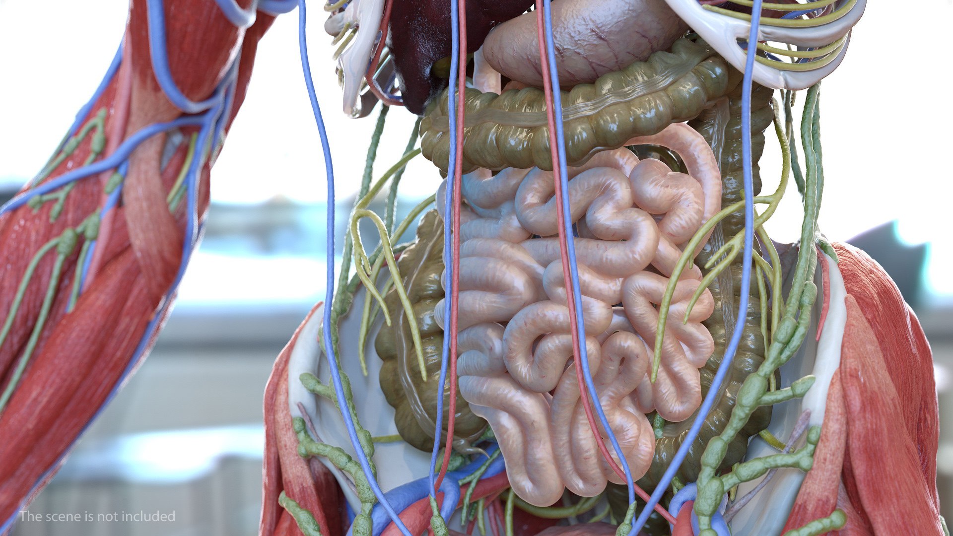 3D human small inestines colon model - TurboSquid 1469288