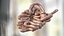 Human Small Intestines and Colon