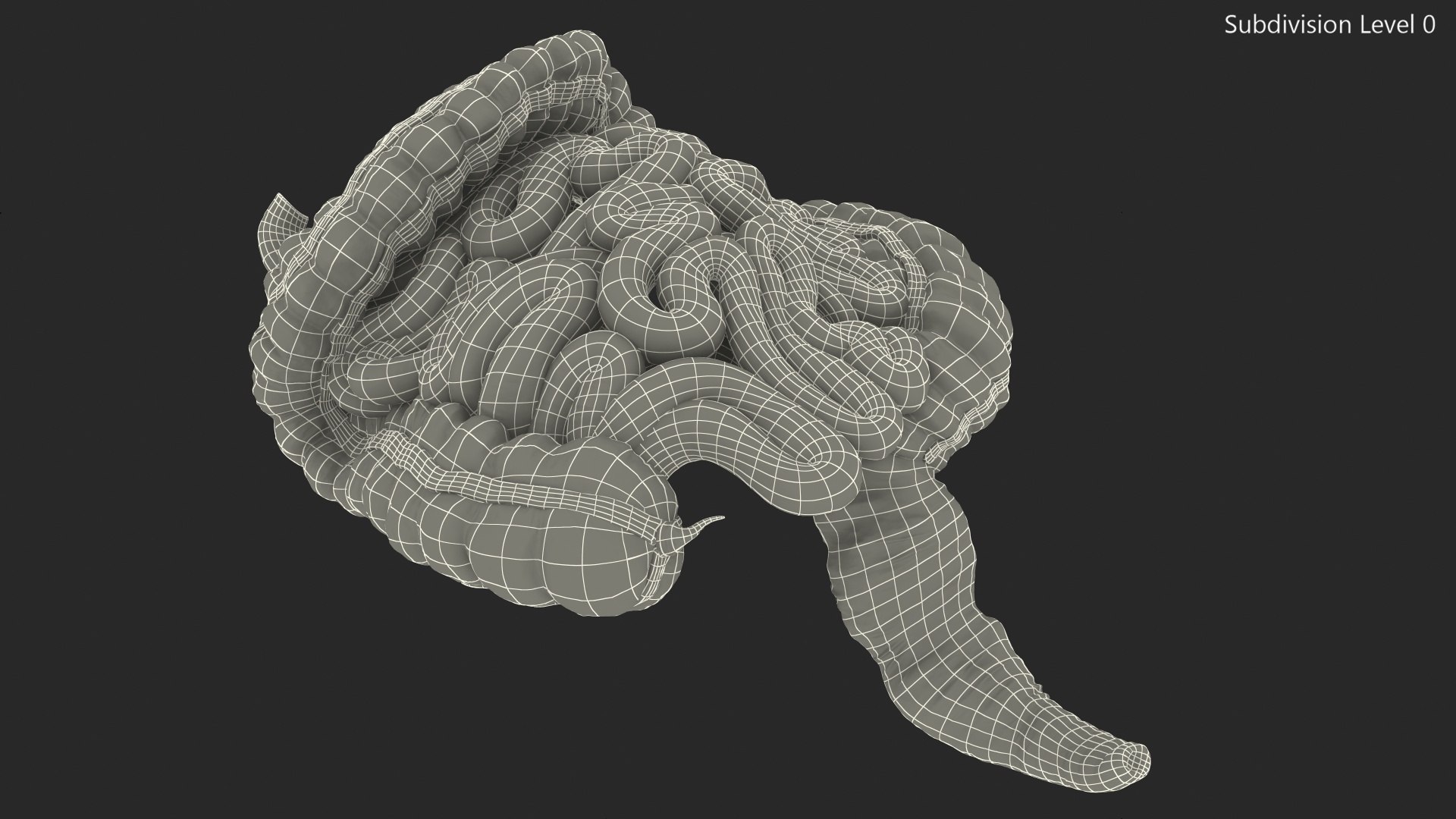 3D human small inestines colon model - TurboSquid 1469288