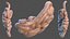 Human Small Intestines and Colon