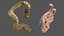 Human Small Intestines and Colon