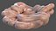 Human Small Intestines and Colon
