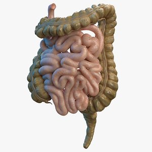 3D human small inestines colon model