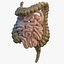 Human Small Intestines and Colon