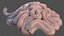 Human Small Intestines and Colon
