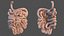 Human Small Intestines and Colon