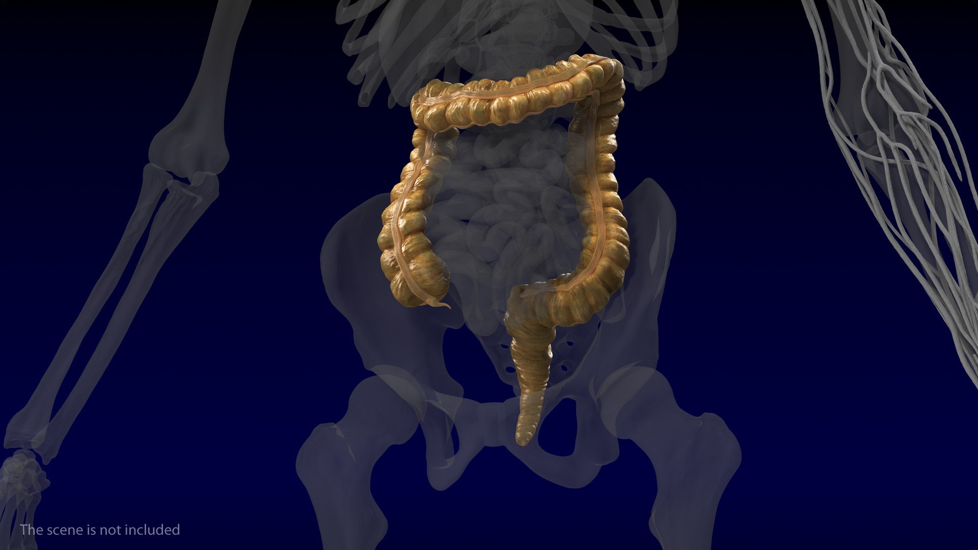 3D human small inestines colon model - TurboSquid 1469288