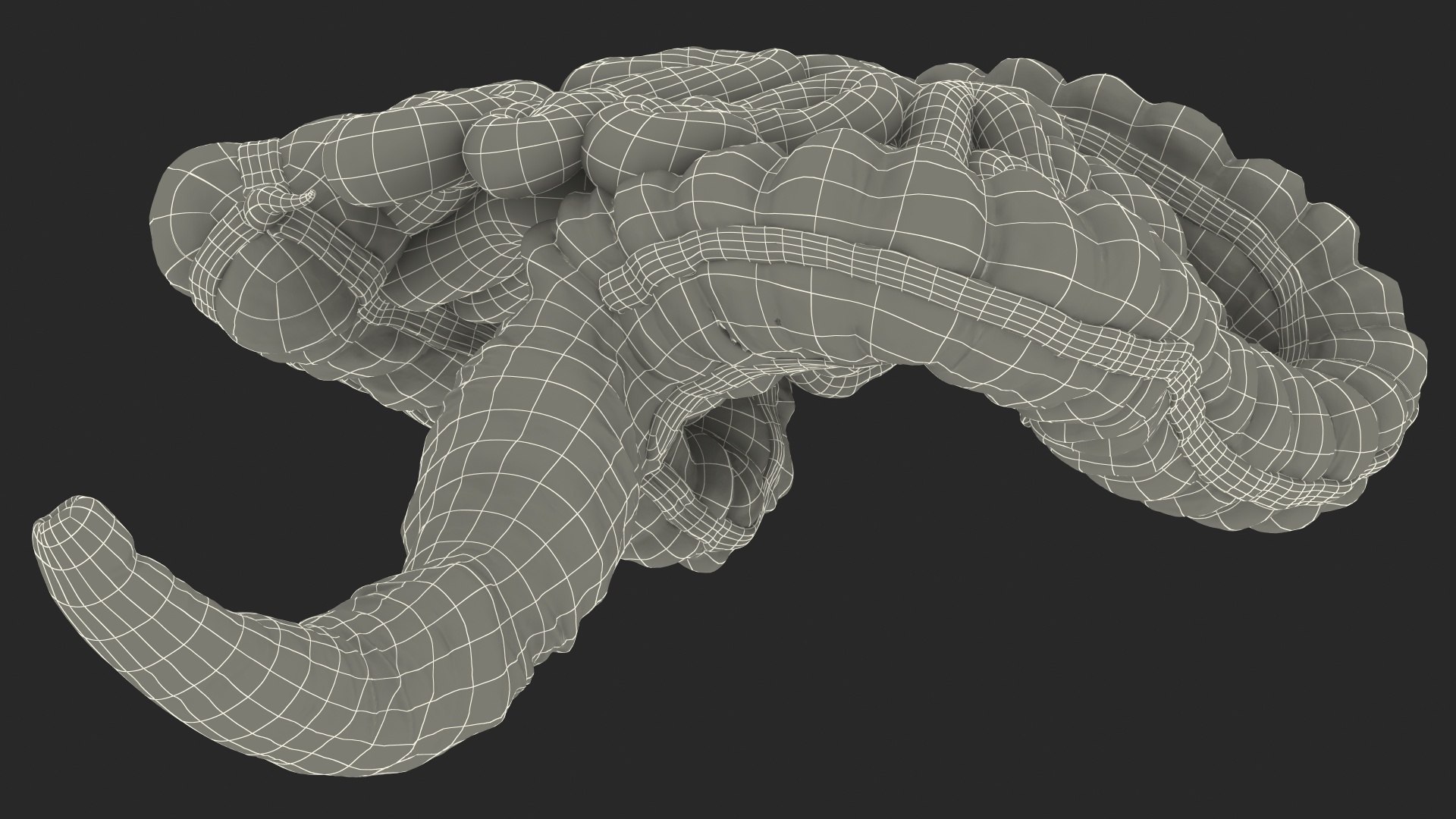 3D human small inestines colon model https://p.turbosquid.com/ts-thumb/JP/7fgalJ/w6GF0UNn/humansmallinestinesandcolonmb3dmodel028/jpg/1573164944/1920x1080/fit_q87/f45ebcc7e3f2a14311d8a30cfa49a33704b9d6b1/humansmallinestinesandcolonmb3dmodel028.jpg
