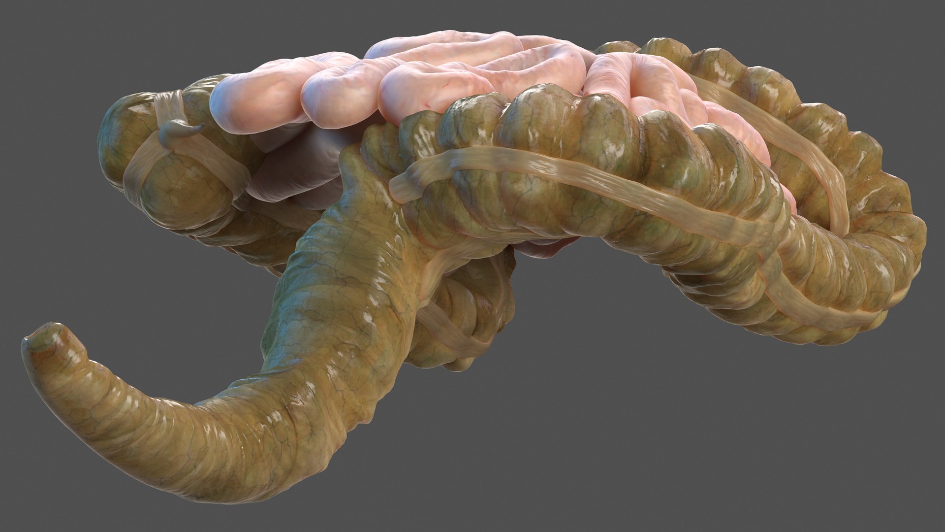 3D human small inestines colon model https://p.turbosquid.com/ts-thumb/JP/7fgalJ/wUqD4rx4/humansmallinestinesandcolonmb3dmodel017/jpg/1573164893/1920x1080/fit_q87/355db0e8f530a86ff7de00f978471ff8567f084e/humansmallinestinesandcolonmb3dmodel017.jpg