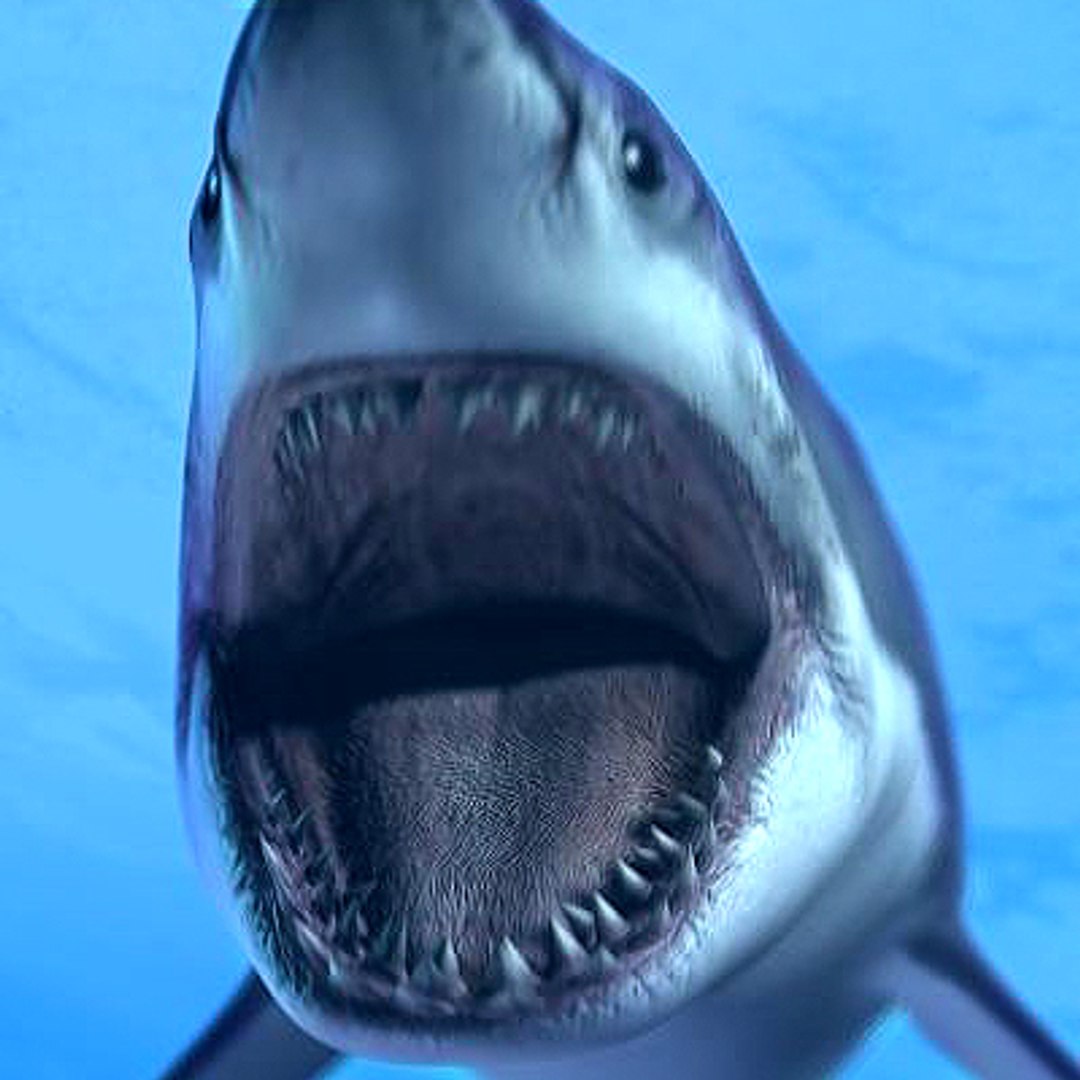 great white shark - 3d max https://p.turbosquid.com/ts-thumb/JP/N1VxR1/2Dv7P0XV/gw_picture_01b/jpg/1153930517/1920x1080/fit_q87/645ad6c76e12b3ef55a0c31088676e5b050d270b/gw_picture_01b.jpg