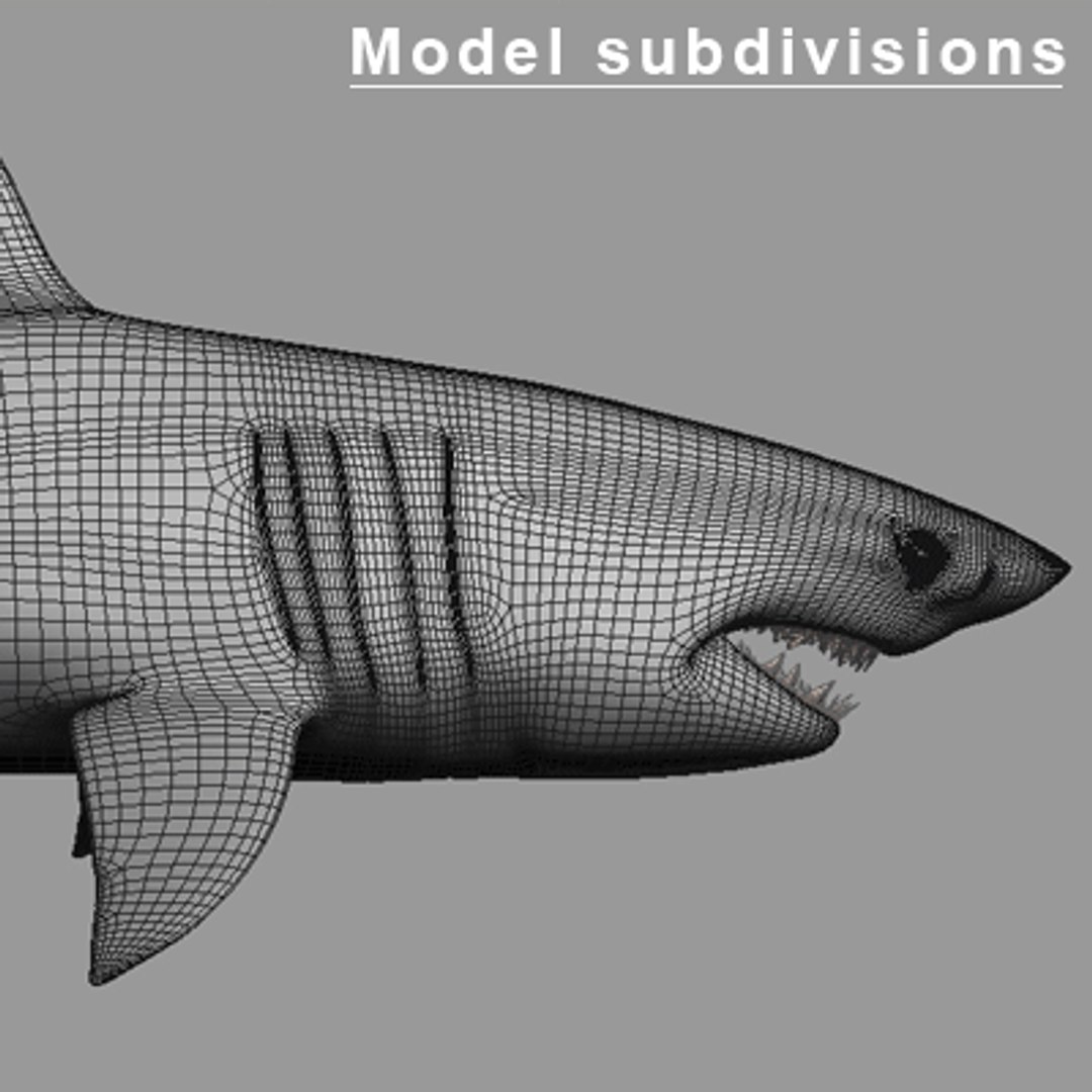 great white shark - 3d max https://p.turbosquid.com/ts-thumb/JP/N1VxR1/3aHf0wlP/gw_picture_10/gif/1153928977/1920x1080/fit_q87/703c978112f180667c7b11ab3d2fd394a1806860/gw_picture_10.jpg