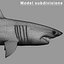 Great White Shark - model