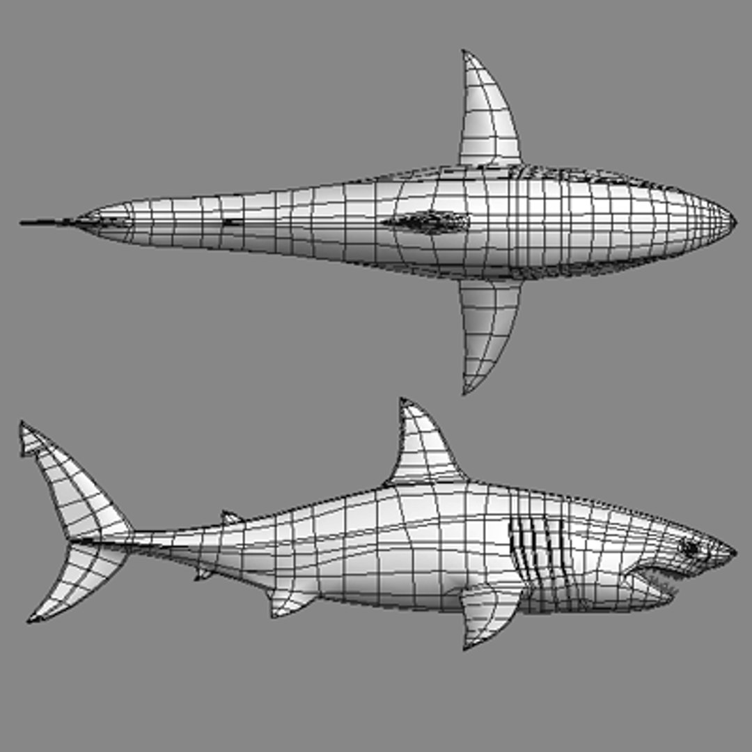 great white shark - 3d max https://p.turbosquid.com/ts-thumb/JP/N1VxR1/7waJg7Ro/gw_picture_11/gif/1153928992/1920x1080/fit_q87/59dadaa3ba59c805f1db88bdf9d92b74d427615c/gw_picture_11.jpg