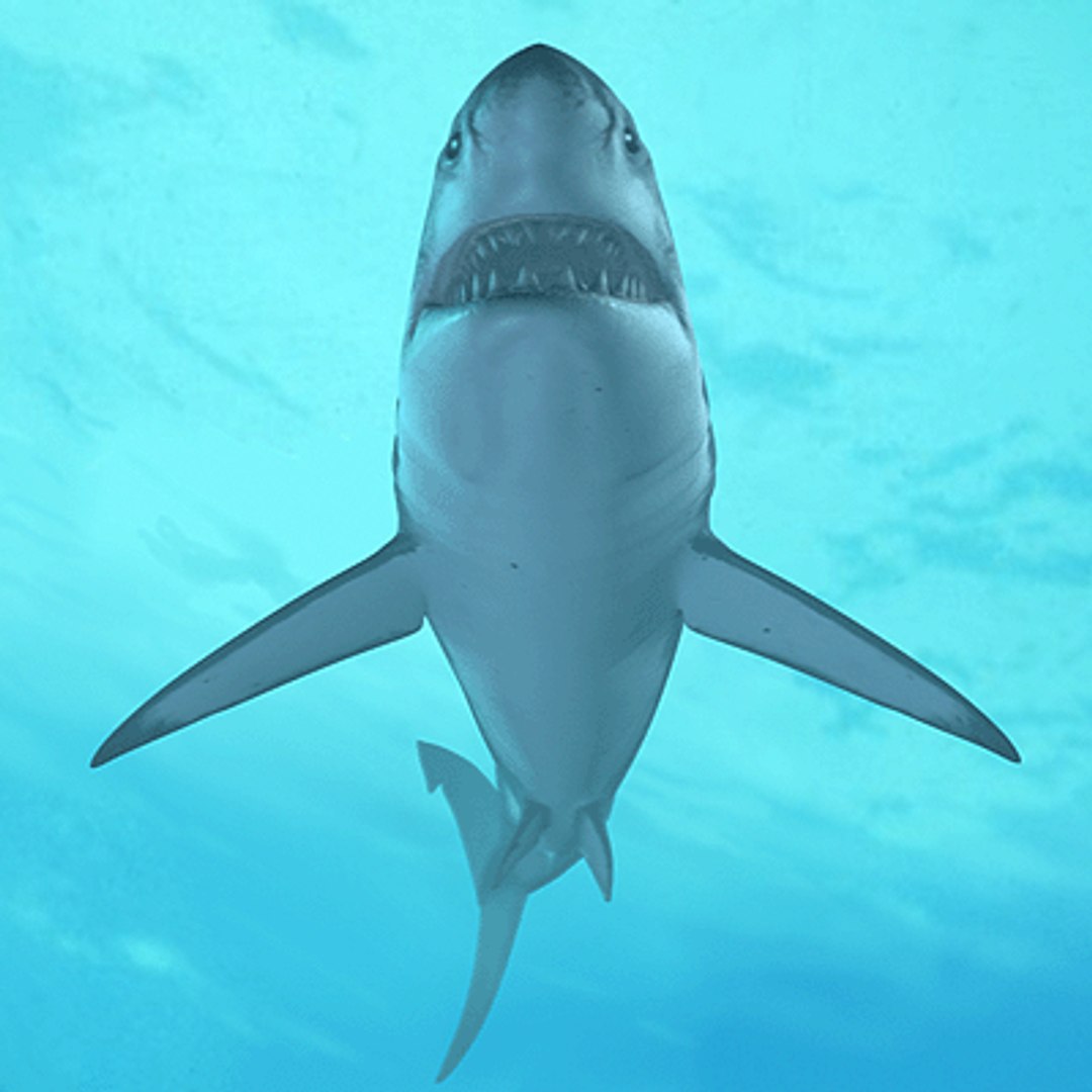 great white shark - 3d max https://p.turbosquid.com/ts-thumb/JP/N1VxR1/J1vZnaHc/gw_picture_02/gif/1153928845/1920x1080/fit_q87/85ee8afb267e34ad04a29644dc2c6146ddb3128b/gw_picture_02.jpg