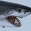 Great White Shark - model