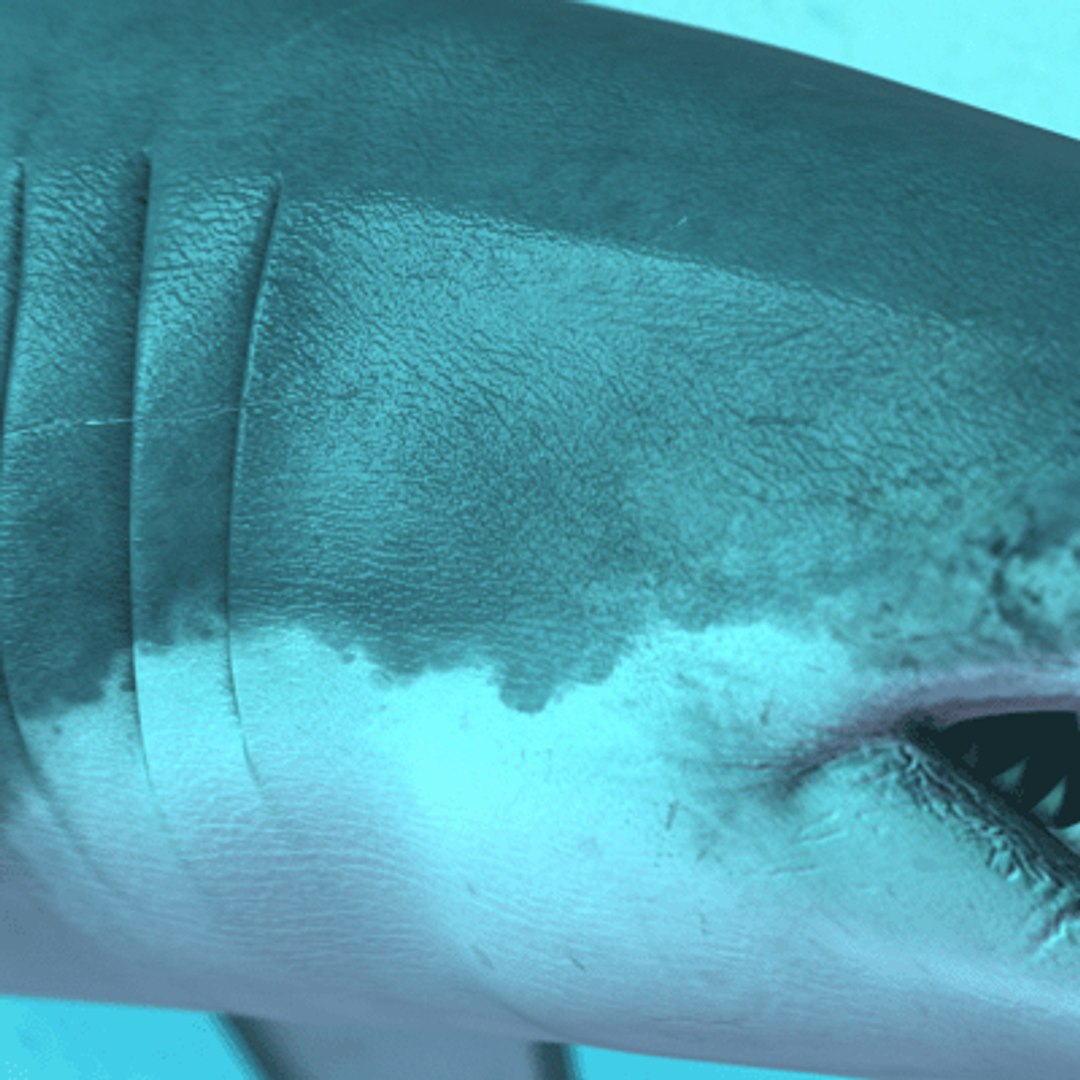 great white shark - 3d max https://p.turbosquid.com/ts-thumb/JP/N1VxR1/ZGciCIb8/gw_picture_03/gif/1153928910/1920x1080/fit_q87/e814aee343220d04afa004d5904d56e7206ddfbd/gw_picture_03.jpg