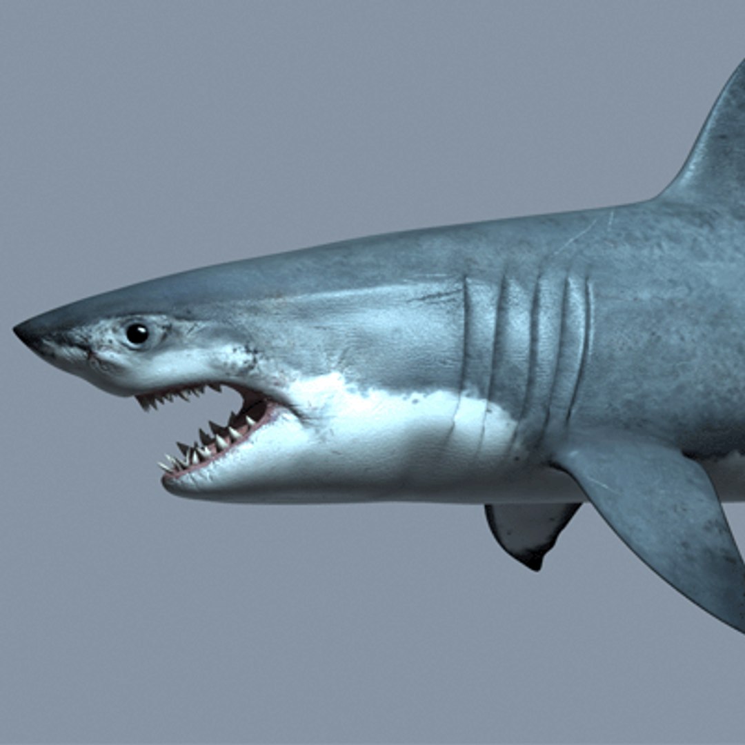 great white shark - 3d max https://p.turbosquid.com/ts-thumb/JP/N1VxR1/eQAmWgJY/gw_picture_08/gif/1153928961/1920x1080/fit_q87/8ce4f020bf003d59f7fdc512f9a8f213ab9c3f76/gw_picture_08.jpg