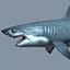 Great White Shark - model