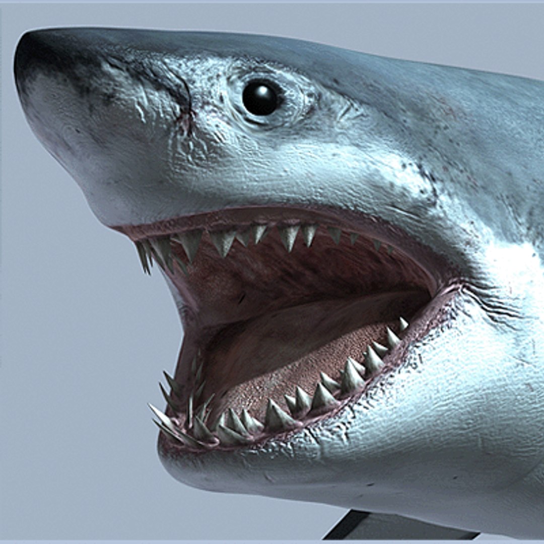 great white shark - 3d max https://p.turbosquid.com/ts-thumb/JP/N1VxR1/jzjis24Y/gw_picture_06/gif/1153928924/1920x1080/fit_q87/0fdef773d7c4f63b558a4f87a0df193537ac10bc/gw_picture_06.jpg