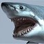 Great White Shark - model
