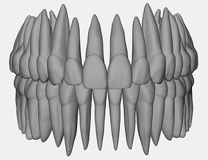 Azure upper and lower jaw dental anatomy with roots