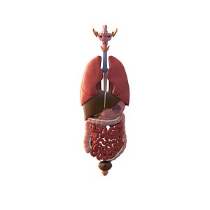 Human Internal Organs 3D Model - Male Viscera with Lungs Stomach and Intestines