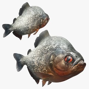 Piranha Swimming Animated Rigged For Maya 3D model