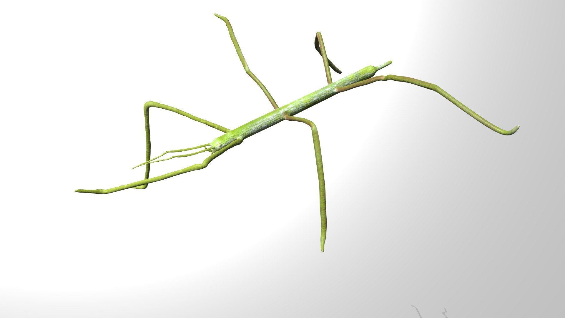 Rigged Stick Insect 3D - TurboSquid 1780705