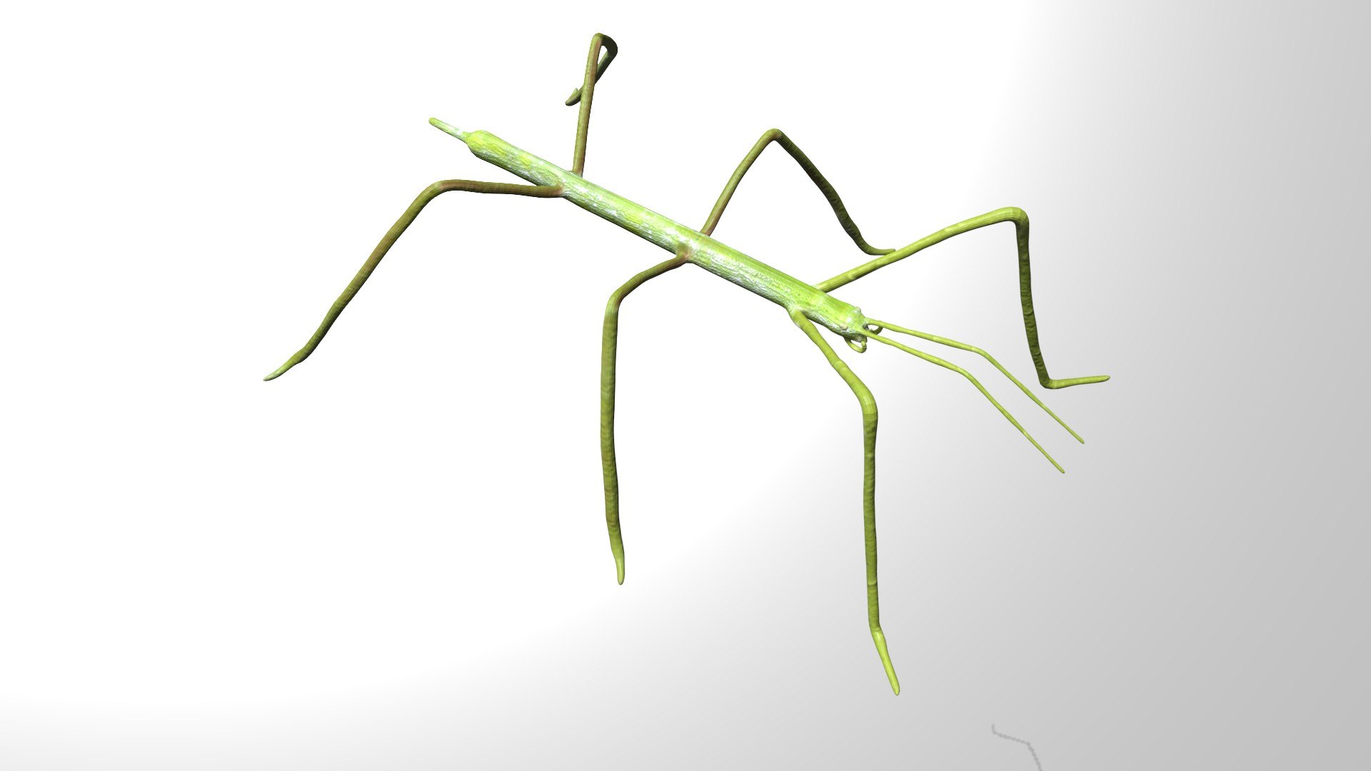 Rigged Stick Insect 3D - TurboSquid 1780705