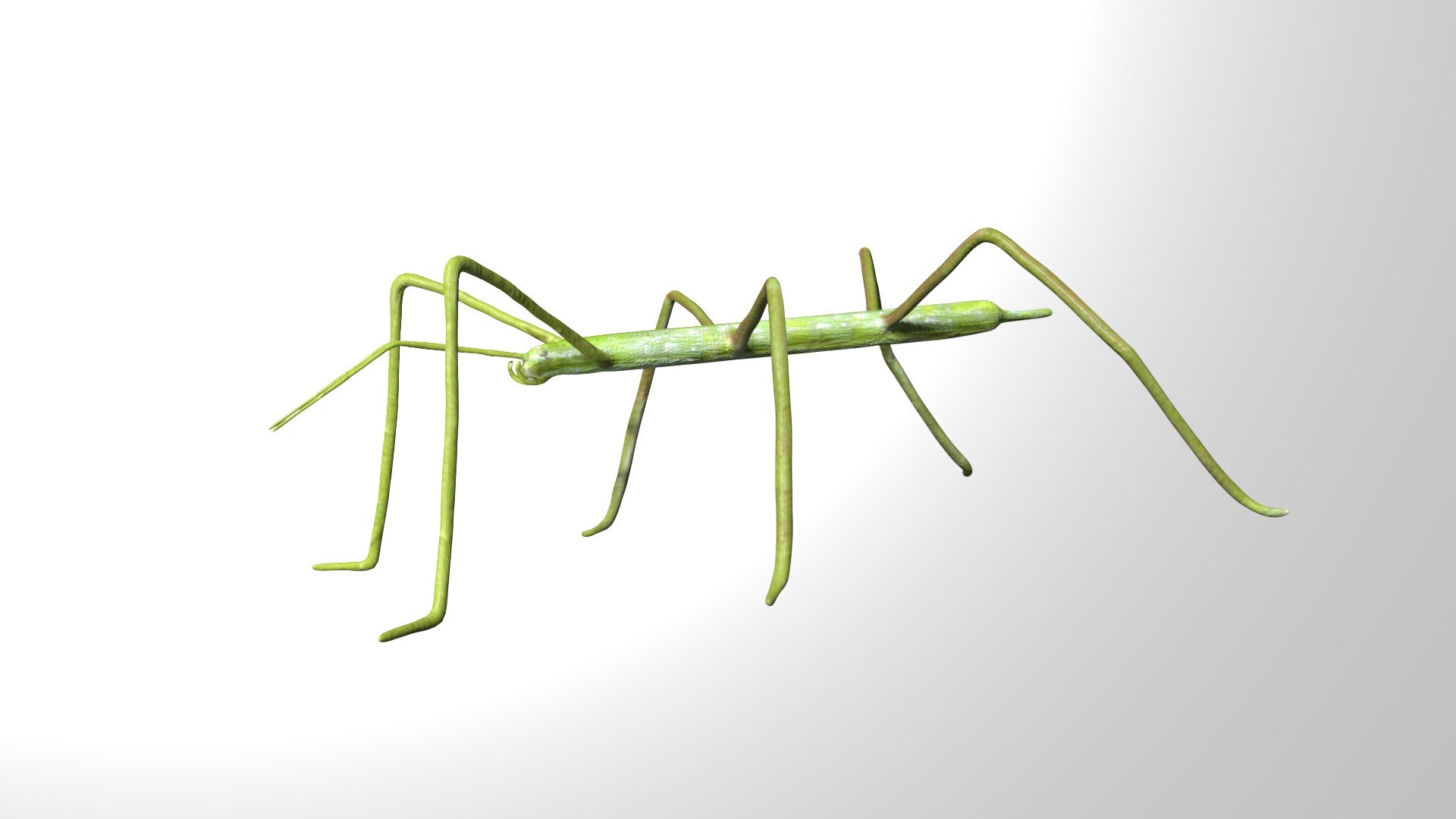 Rigged Stick Insect 3D - TurboSquid 1780705