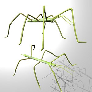 Rigged Stick insect