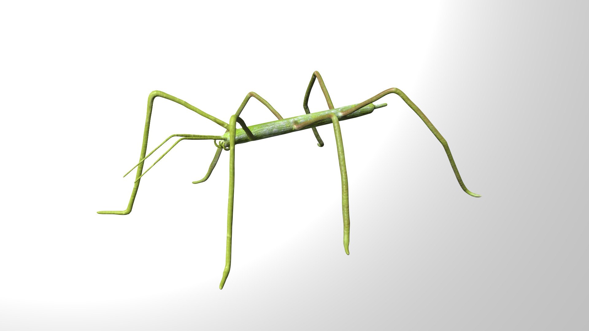 Rigged Stick Insect 3D - TurboSquid 1780705